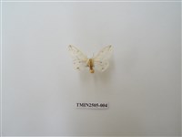 藏品(擬姬白望燈蛾)的圖片